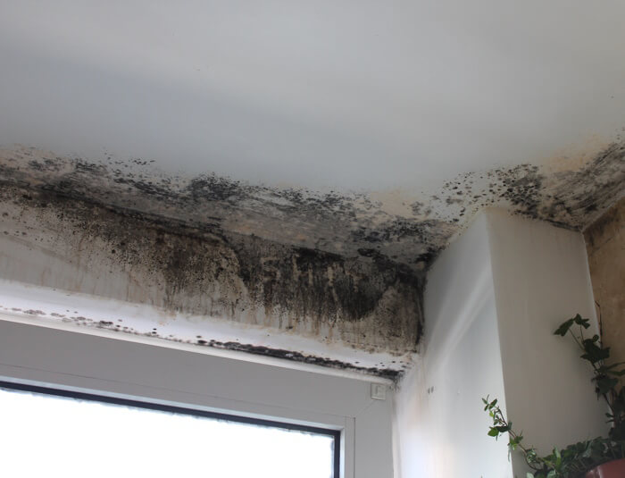 Picture of mould in the corner of a room