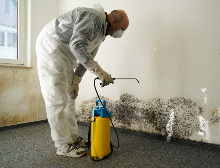 Cleaning mould off a wall with a disinfectant spray