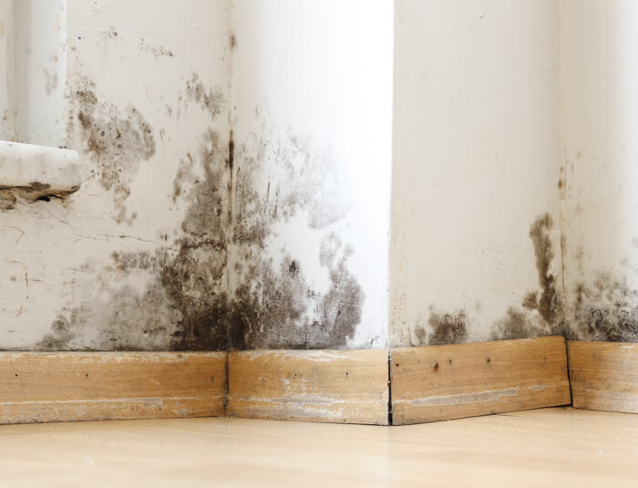 Picture of mould at the bottom of a room