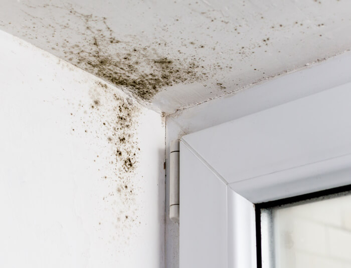 Picture of mould in the corner of a room